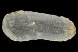 Pecopteris Fern Fossil (Pos/Neg) - Mazon Creek #92304-2